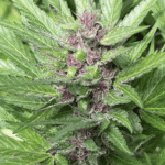 304 Auto (R)