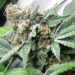 72 Virgins IBL (F) [Ships Mid May]