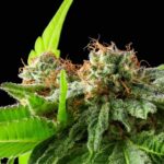 Afghan Haze (R)