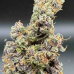 Alpha Skunk 45 S1 (F)