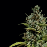 Acapulco Gold (F)