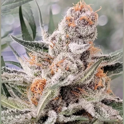Banana Midori feminized seeds In House Genetics