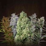 ACE Mix (F)