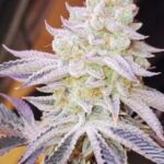 Aurelium Feminized Seeds (Divine Gelato x Platinum) - Image 5