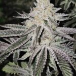 Aurelium Feminized Seeds (Divine Gelato x Platinum) - Image 4