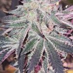 Aurelium Feminized Seeds (Divine Gelato x Platinum) - Image 3