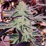 Aurelium Feminized Seeds (Divine Gelato x Platinum) - Image 2