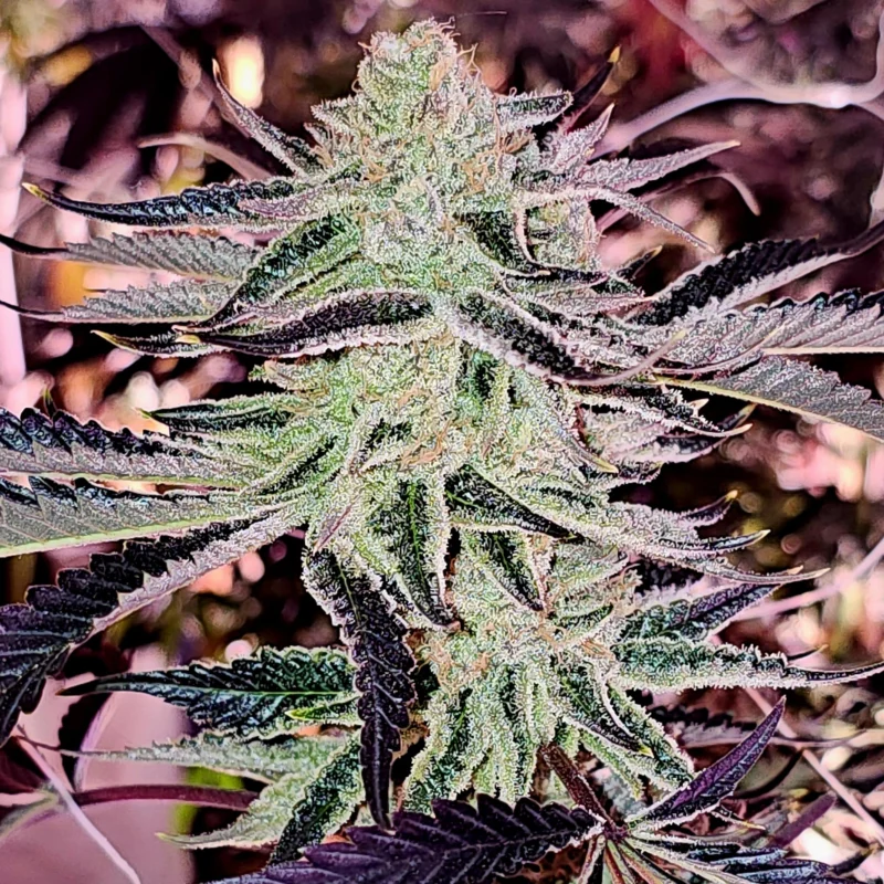 Aurelium feminized cannabis seeds — Divine Gelato x Platinum by In House Genetics