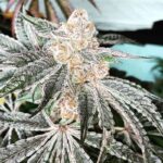 33rd Degree feminized cannabis seeds — Platinum x Gelato #33 by In House Genetics