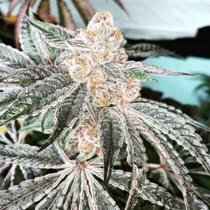 33rd Degree feminized cannabis seeds — Platinum x Gelato #33 by In House Genetics