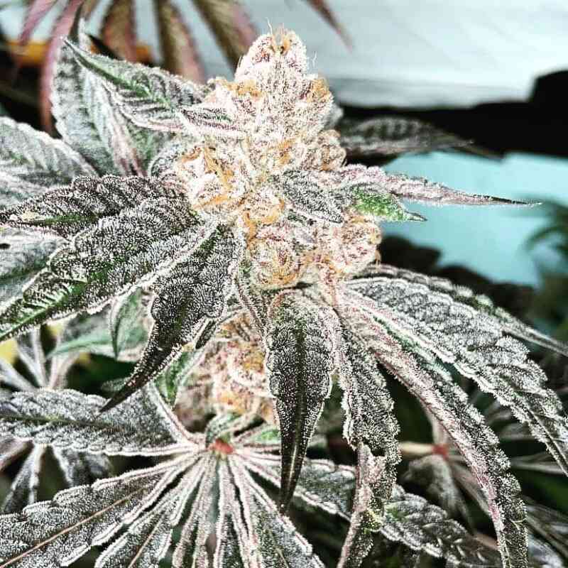 33rd Degree feminized cannabis seeds — Platinum x Gelato #33 by In House Genetics